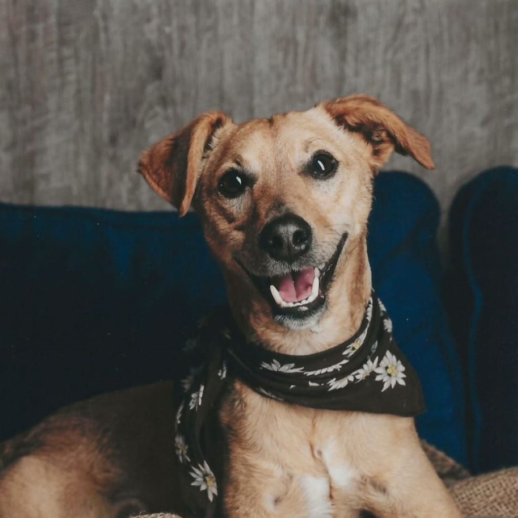 Pinscher Mischling Sammy, 04/2020, ca. 40 cm, 13055 Berlin
