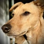 Pinscher Mischling Sammy, 04/2020, ca. 40 cm, 13055 Berlin