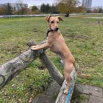 Pinscher Mischling Sammy, 04/2020, ca. 40 cm, 13055 Berlin