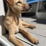 Pinscher Mischling Sammy, 04/2020, ca. 40 cm, 13055 Berlin
