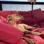Pinscher Mischling Sammy, 04/2020, ca. 40 cm, 13055 Berlin