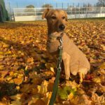 Pinscher Mischling Sammy, 04/2020, ca. 40 cm, 13055 Berlin