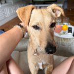 Pinscher Mischling Sammy, 04/2020, ca. 40 cm, 13055 Berlin