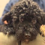 Wasserhund Shira, 12/2024, Endgröße ca. 45 cm