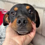 Bodeguero Mischling Sid, 03/2024, ca. 40 cm