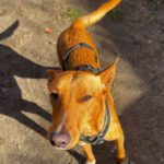 Podenco Siggy, 09/2023, ca. 45 cm, 14476 Potsdam