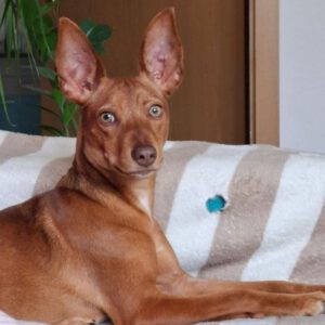 Podenco Talulla, 09/2024, Endgröße ca. 40 cm, 04318 Leipzig