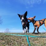 Podenco Talulla, 09/2024, Endgröße ca. 40 cm, 04318 Leipzig