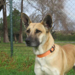 Malinois Mischling Virgy, 01/2022, ca. 62 cm