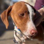 Mischling William, 07/2024, Endgröße ca. 50 cm, 94419 Reisbach