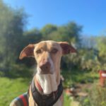 Podenco Akira, 10/2020, ca. 52 cm, 24340 Eckernförde