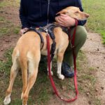 Podenco Akira, 10/2020, ca. 52 cm, 24340 Eckernförde