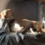 Podenco Akira, 10/2020, ca. 52 cm, 24340 Eckernförde
