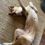 Podenco Akira, 10/2020, ca. 52 cm, 24340 Eckernförde