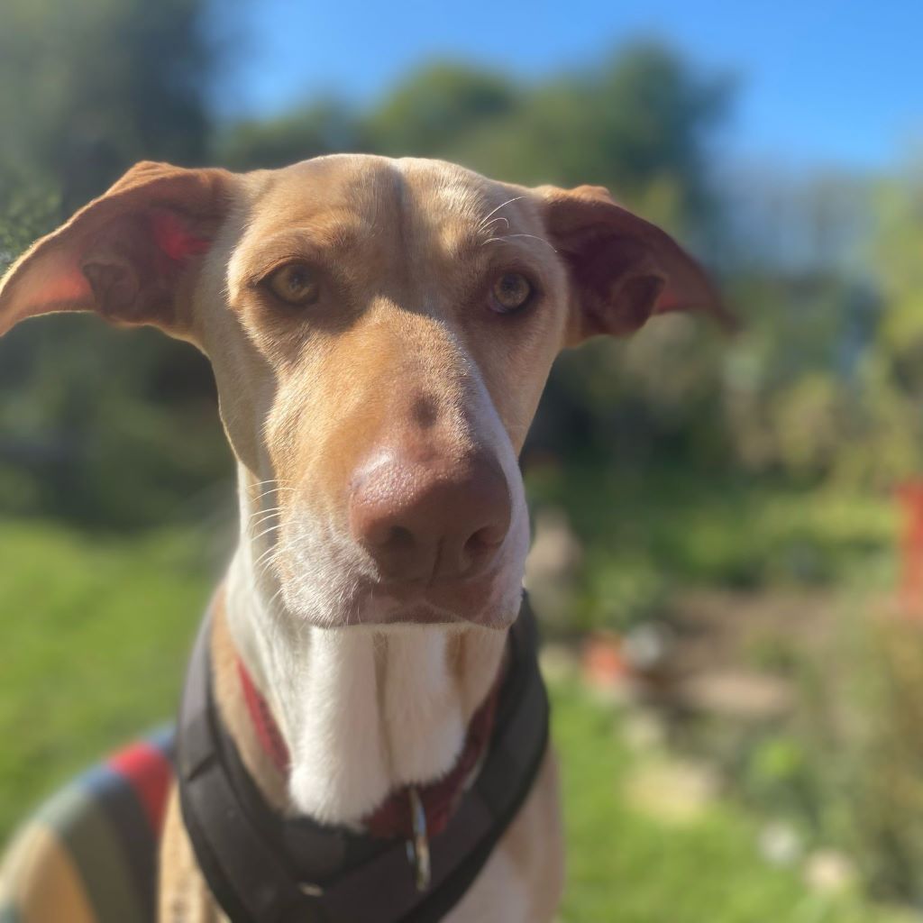 Podenco Akira, 10/2020, ca. 52 cm, 24340 Eckernförde