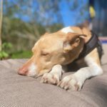 Podenco Akira, 10/2020, ca. 52 cm, 24340 Eckernförde