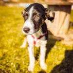 Mischling Aladdin, 11/2024, Endgröße ca. 65-70 cm,18258 Schwaan