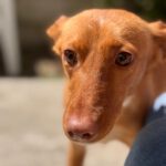 Podenco Almond, 04/2024, ca. 40 cm