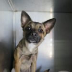 Mischling Amapola, 03/2023, ca. 35 cm