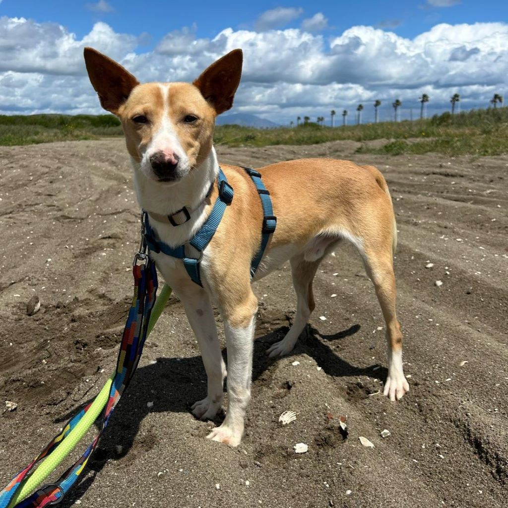 Podenco Andres, 02/2024, ca. 40 cm