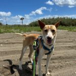 Podenco Andres, 02/2024, ca. 40 cm