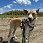 Podenco Andres, 02/2024, ca. 40 cm