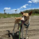 Podenco Andres, 02/2024, ca. 40 cm