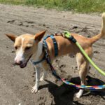 Podenco Andres, 02/2024, ca. 40 cm