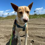 Podenco Andres, 02/2024, ca. 40 cm