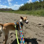 Podenco Andres, 02/2024, ca. 40 cm