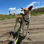 Podenco Andres, 02/2024, ca. 40 cm