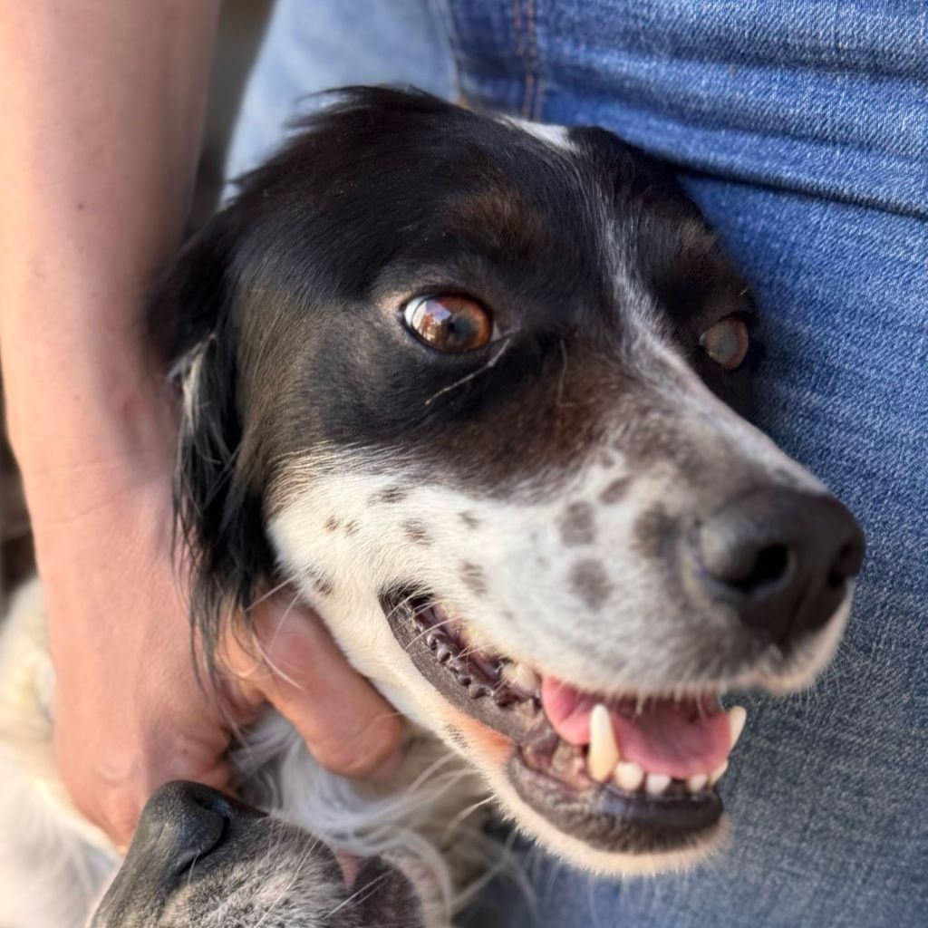English Setter Antifaz, 02/2022, ca. 53 cm