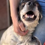 English Setter Antifaz, 02/2022, ca. 53 cm