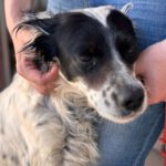 English Setter Antifaz, 02/2022, ca. 53 cm