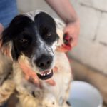 English Setter Antifaz, 02/2022, ca. 53 cm