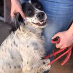 English Setter Antifaz, 02/2022, ca. 53 cm