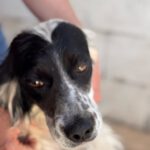 English Setter Antifaz, 02/2022, ca. 53 cm