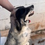 English Setter Antifaz, 02/2022, ca. 53 cm