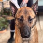 Malinois Mischling Anubis, 06/2023, ca. 60- 65 cm