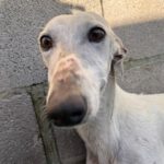 Galgo April, 04/2023, ca. 63 cm