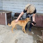 Malinois Mischling Artemis, 05/2024, Endgröße ca. 55- 60 cm