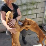 Malinois Mischling Artemis, 05/2024, Endgröße ca. 55- 60 cm