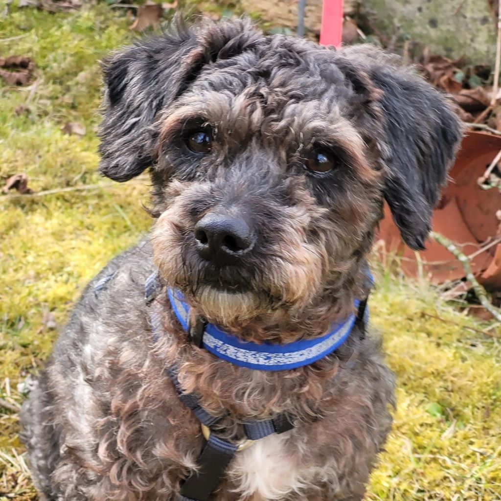 Pudel Mischling Asalvo, 07/2021, ca. 35 cm, 86441 Zusmarshausen