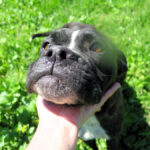 Boxer Mischling Astrid, 03/2020, ca. 55- 60 cm