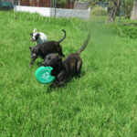 Boxer Mischling Astrid, 03/2020, ca. 55- 60 cm