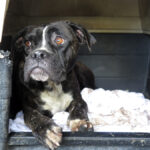 Boxer Mischling Astrid, 03/2020, ca. 55- 60 cm