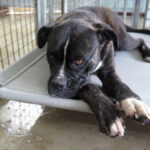 Boxer Mischling Astrid, 03/2020, ca. 55- 60 cm