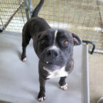 Boxer Mischling Astrid, 03/2020, ca. 55- 60 cm