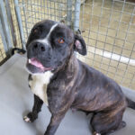 Boxer Mischling Astrid, 03/2020, ca. 55- 60 cm