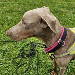 Dobermann Bebe, 02/2021, ca. 60 cm, 73614 Schorndorf